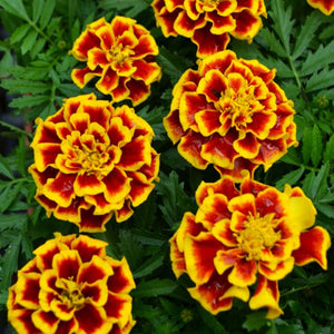 Marigold (1 Plant)