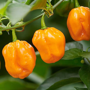 Habanero Pepper - Orange - (1 Plant)
