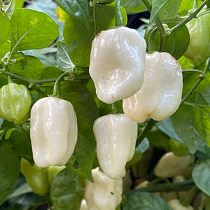 Habanero Pepper - White - (1 Plant)