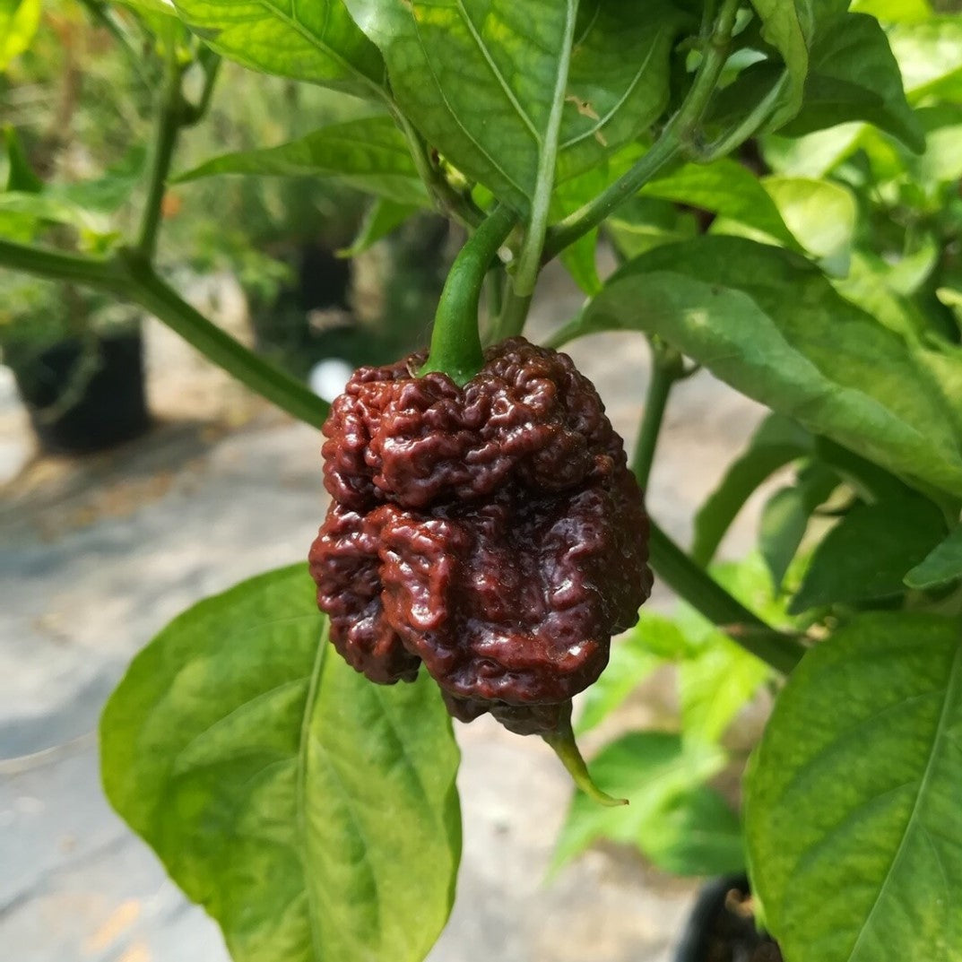 Chocolate Carolina Reaper Pepper Plant