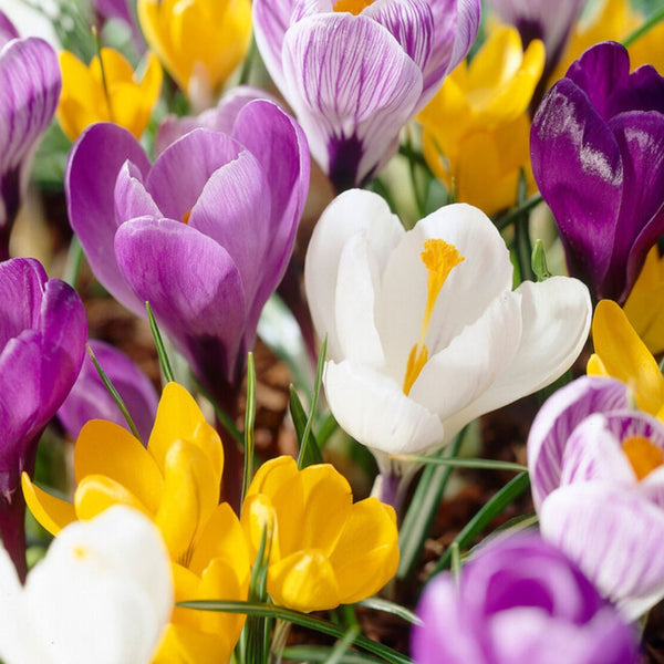 Crocus Bulbs