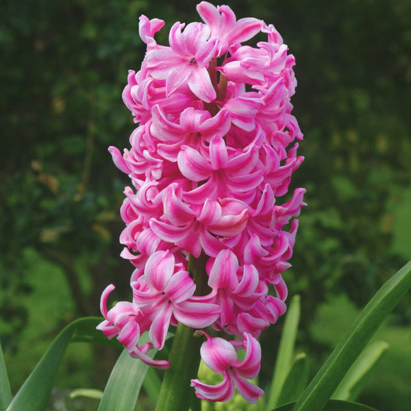 Hyacinth Bulbs