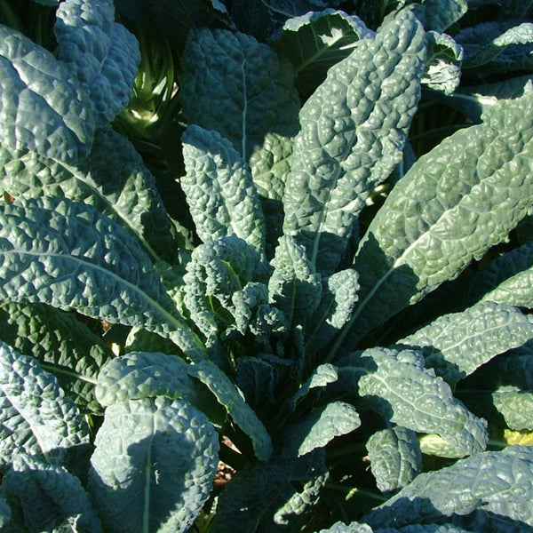 Kale Plants