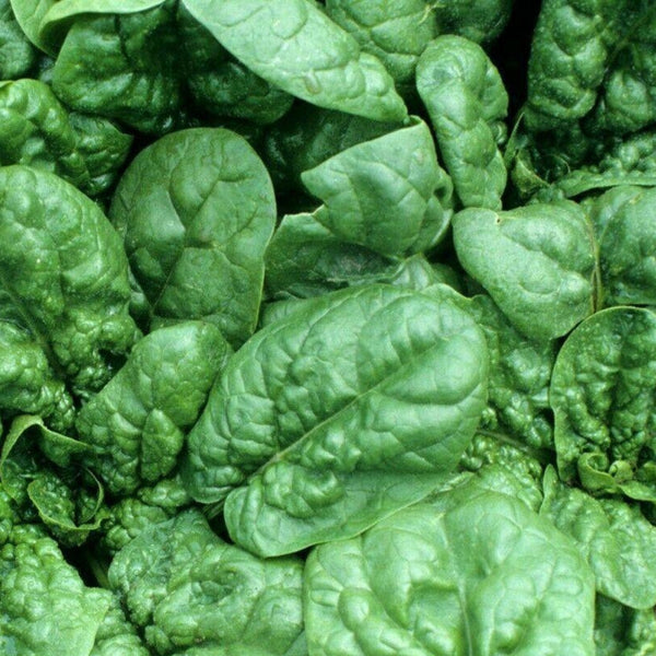 Spinach Plants