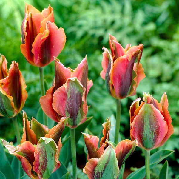 Tulip Bulbs