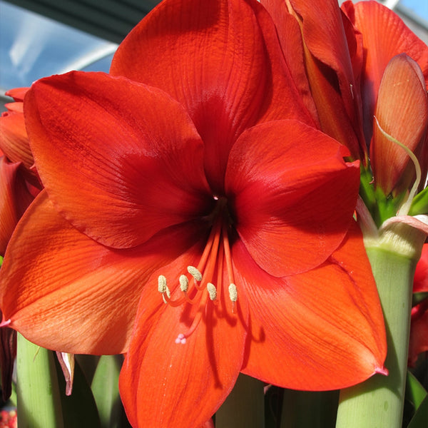 Amaryllis Bulbs