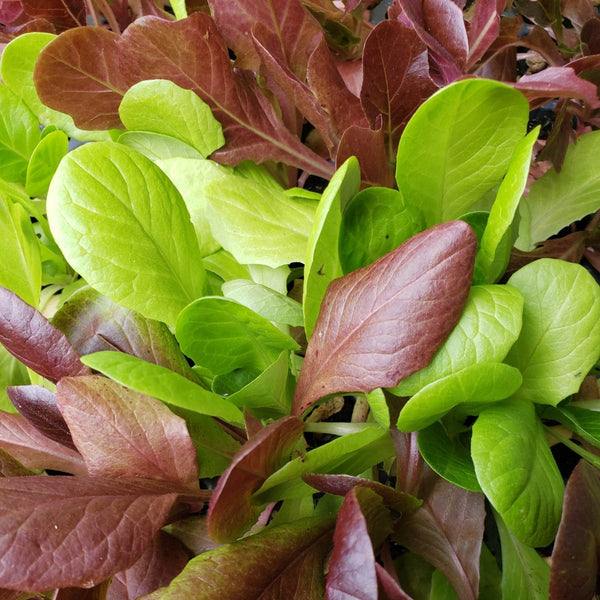 Lettuce Plant Pre-Order