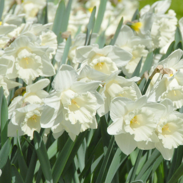 Mount Hood Daffodil Bulbs Pre-Order