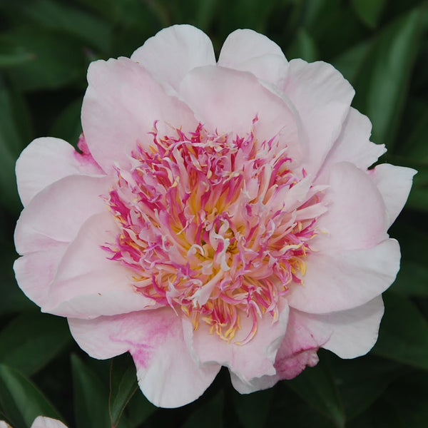 Do Tell Peony Bulb Pre-Order