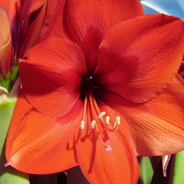 Naranja Amaryllis Bulb Pre-Order