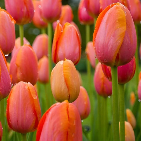 Dordogne Tulip Bulbs Pre-Order