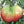 German Queen Tomato Seeds (25 Seeds)