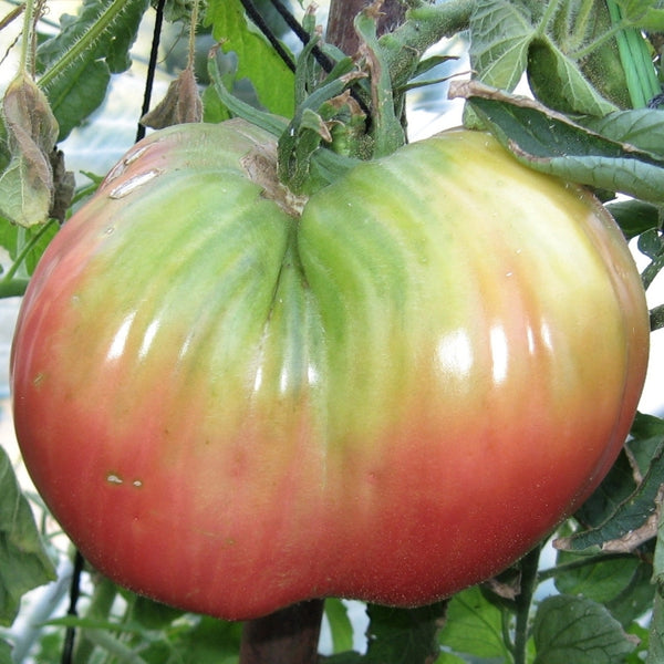 German Queen Tomato Seeds (25 Seeds)