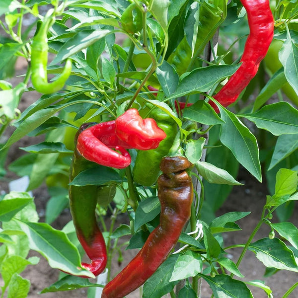 Jimmy Nardello Pepper Seeds (15 Seeds)