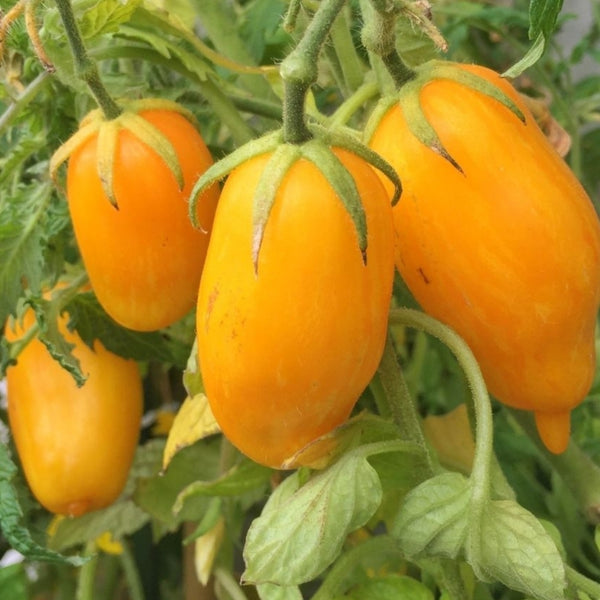 Banana Legs Tomato Seeds (25 Seeds)