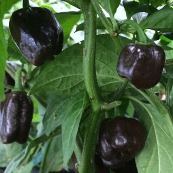 Black Habanero Pepper Seeds (15 Seeds)