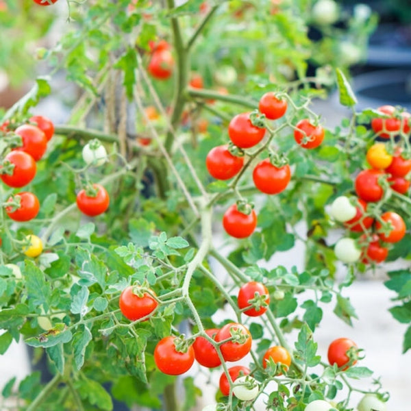 Spoon Tomato Seeds (15 Seeds)