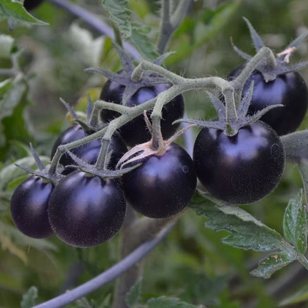 Black Cherry Tomato Seeds (25 Seeds)