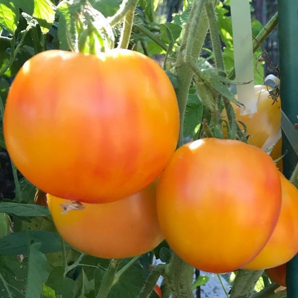 Hillbilly Tomato Leaf Tomato Seeds (25 Seeds)