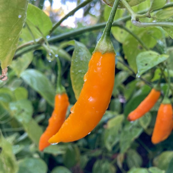 Aji Orange Drop Pepper Seeds (15 Seeds)