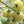 White Cherry Tomato Seeds (25 Seeds)