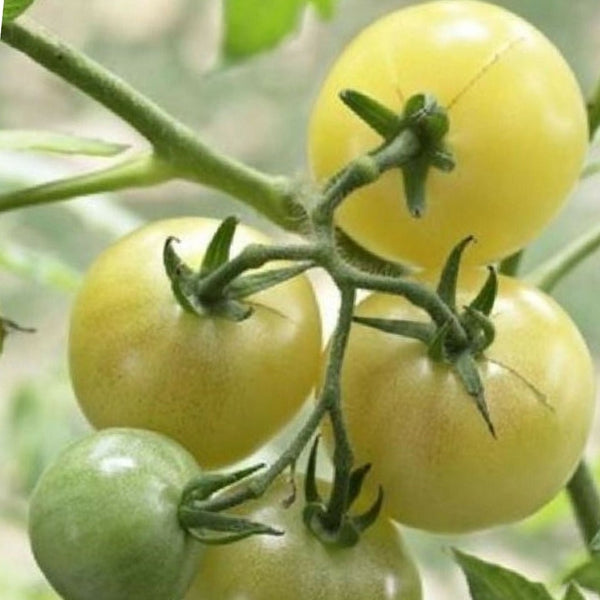 White Cherry Tomato Seeds (25 Seeds)