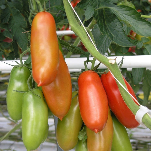 San Marzano Tomato Seeds (25 Seeds)