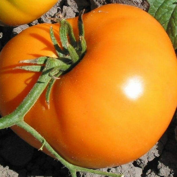 Persimmon Tomato Seeds (25 Seeds)