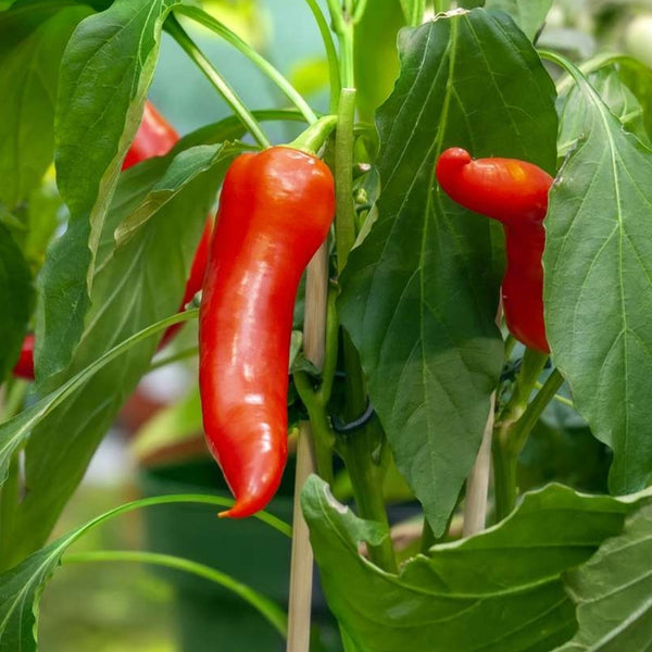 Fresno Pepper Seeds (15 Seeds)