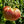 Bradley Tomato Seeds (25 Seeds)