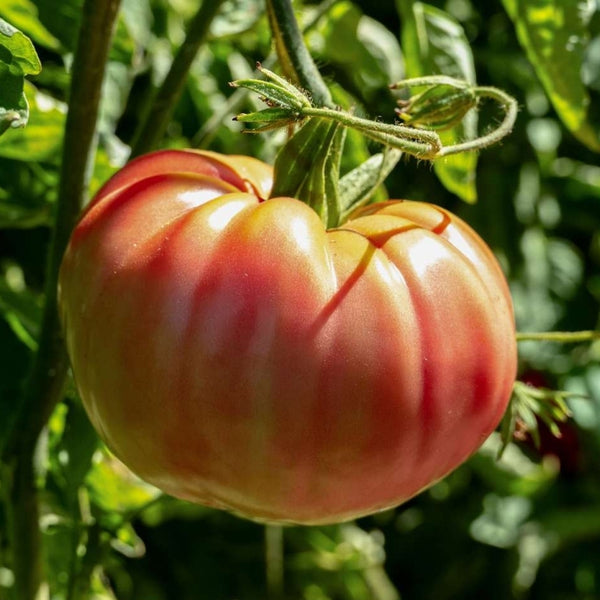 Bradley Tomato Seeds (25 Seeds)