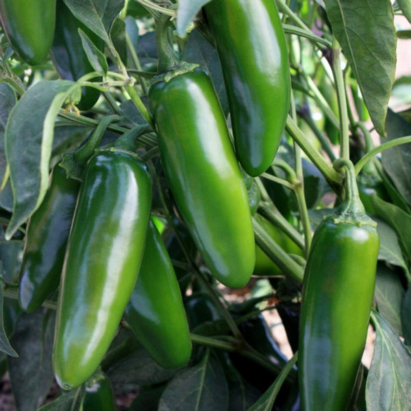 Tam Jalapeño Pepper Seeds (15 Seeds)