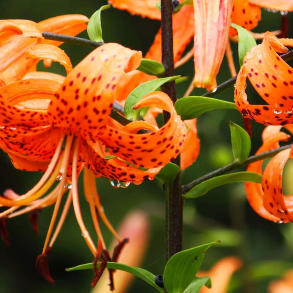 Asiatic Tiger Lily  Bulbs Pre-Order