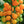 Gold Nugget Tomato Seeds (25 Seeds)