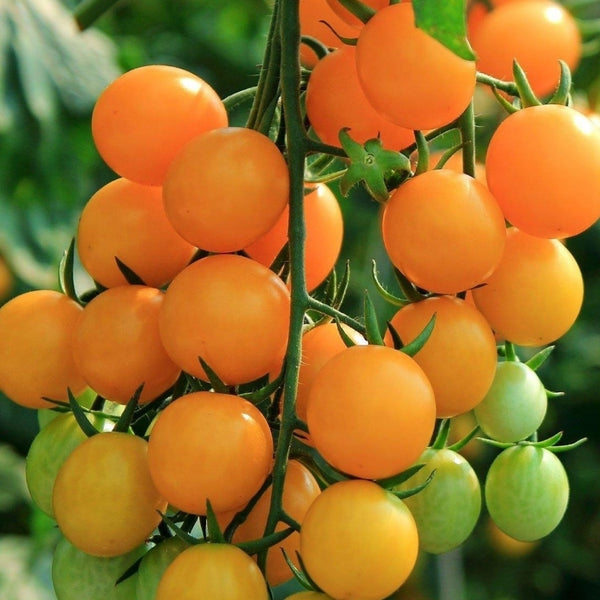 Gold Nugget Tomato Seeds (25 Seeds)