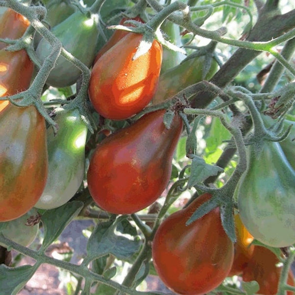 Chocolate Pear Tomato Seeds (25 Seeds)