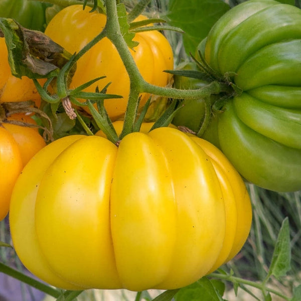 Yellow Accordion Tomato Seeds (15 Seeds)