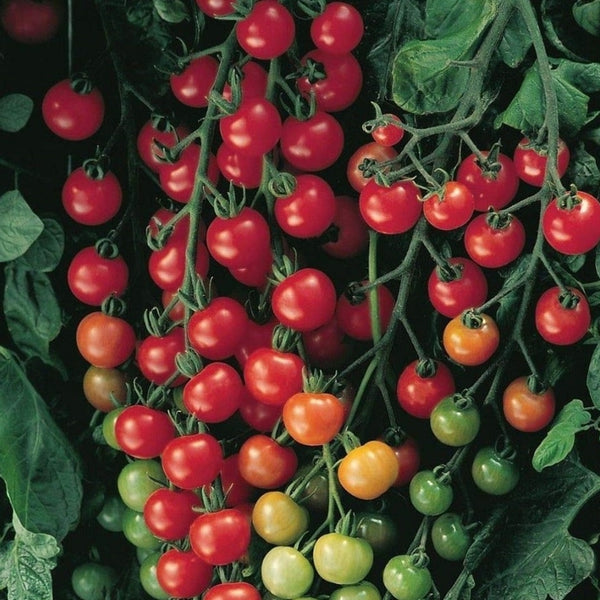 Supersweet 100 Tomato Seeds (25 Seeds)