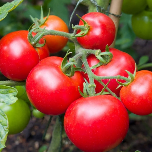 Moneymaker Tomato Seeds (25 Seeds)