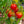 Stupice Tomato Seeds (25 Seeds)