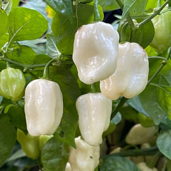 White Habanero Pepper Seeds (15 Seeds)