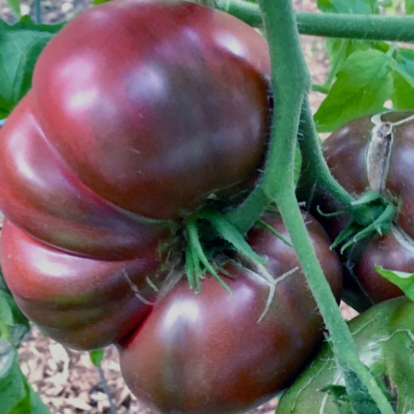 Cherokee Purple Tomato Seeds (25 Seeds)