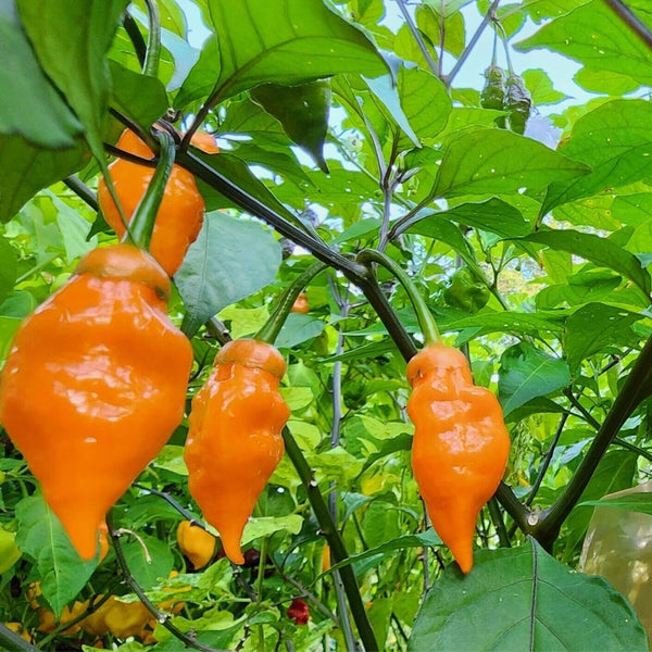 Orange Carolina Reaper Pepper Seeds (15 Seeds)