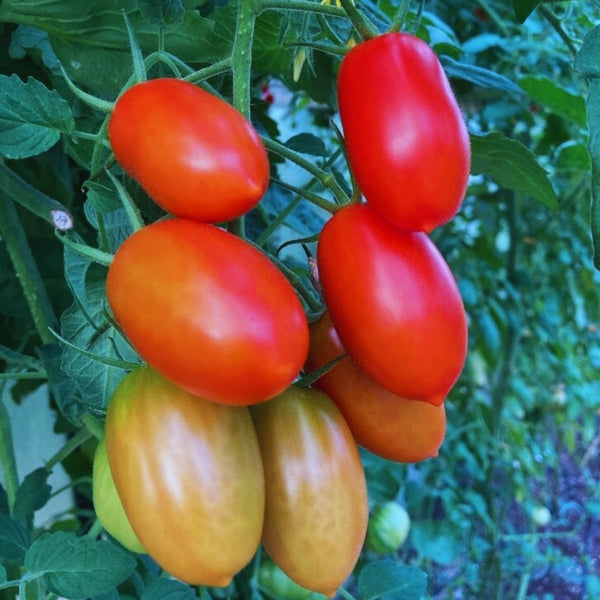 Juliet Tomato Seeds (25 Seeds)