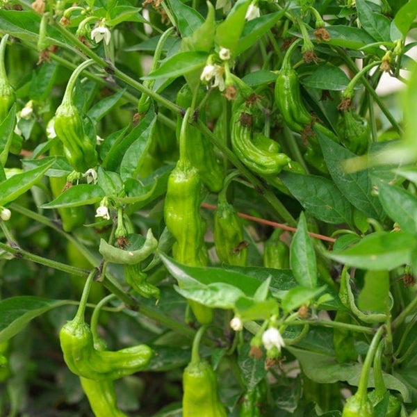 Shishito Pepper Seeds (15 Seeds)