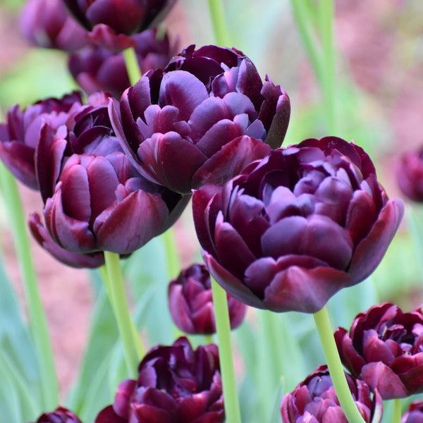 Black Hero Tulip Bulbs Pre-Order