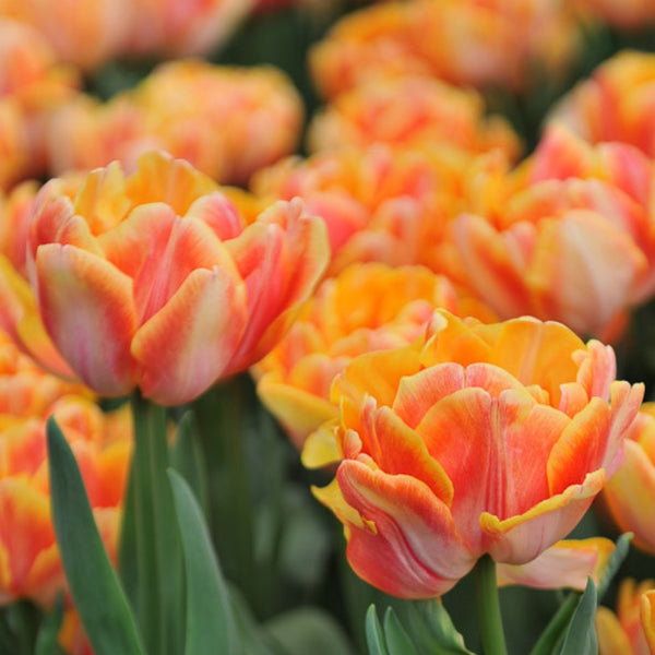 Foxy Foxtrot Tulip Bulbs Pre-Order