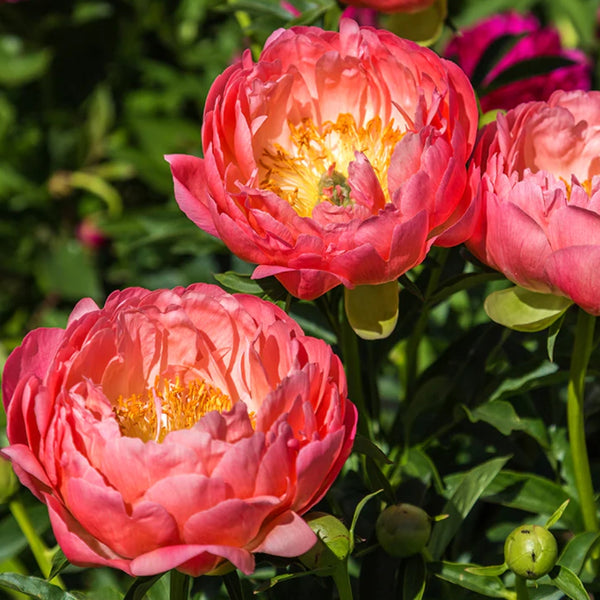 Pink Hawaiian Coral Peony Bulb Pre-Order