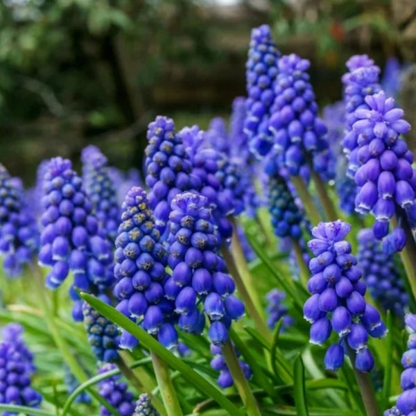 Blue Grape Hyacinth "Muscari armeniacum" Bulbs Pre-Order