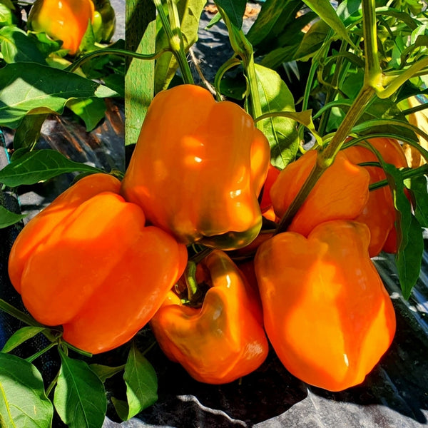 Orange Bell Pepper Seeds (15 Seeds)